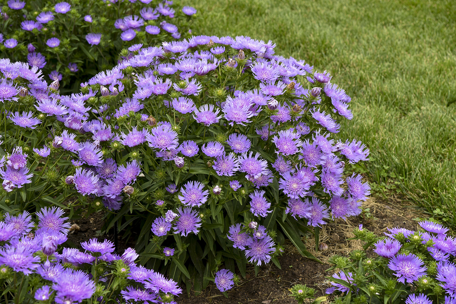 Stokesia